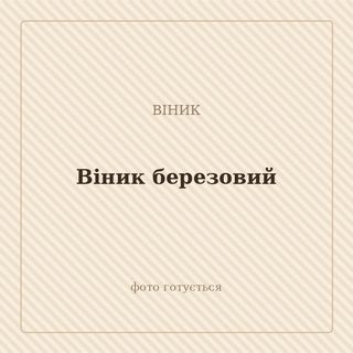 Віник березовий